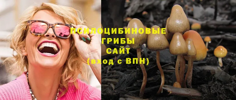 МЕГА зеркало  Пугачёв  Галлюциногенные грибы Psilocybe 